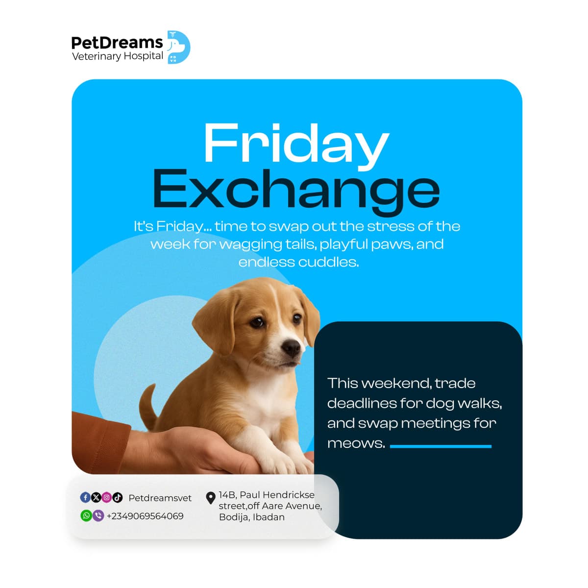 PetDreams Brand Design